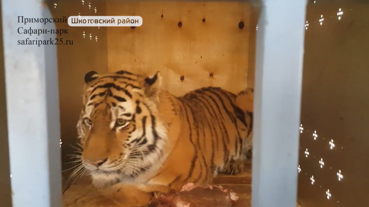 Пойманного тигра доставили в Центр реабилитации 