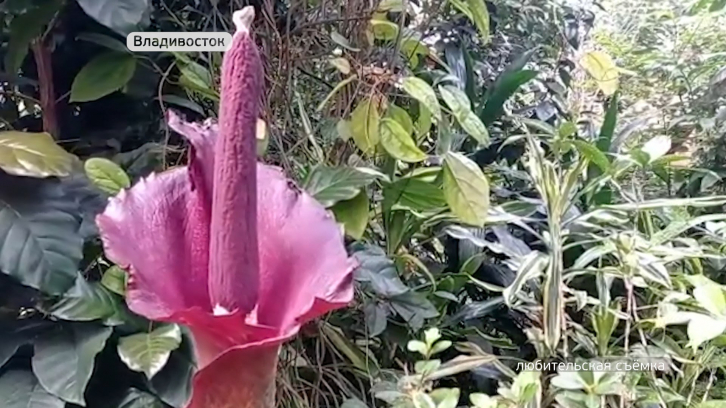 Самый экстравагантный в мире цветок расцвёл во Владивостоке 