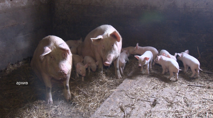 Полтысячи свиней изъяли с ферм в Надеждинском районе 