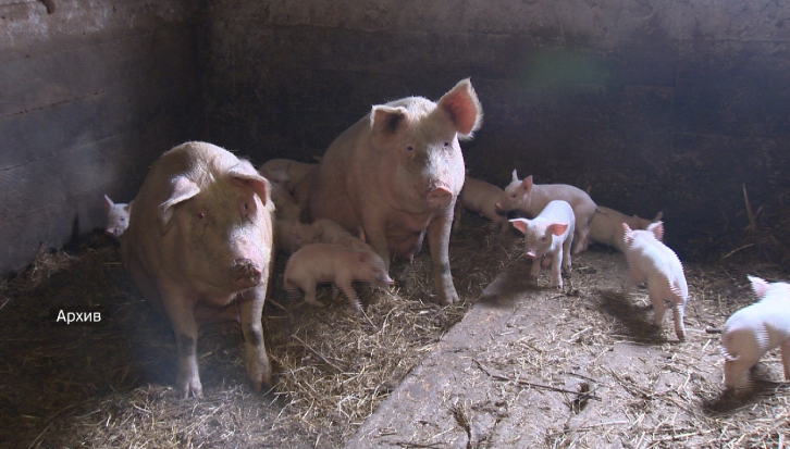 В Приморье ликвидировали четыре очага африканской чумы свиней