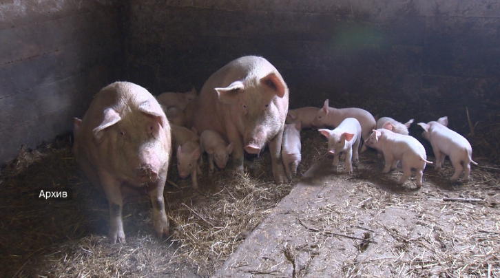 Восемь очагов африканской чумы свиней действуют в Приморье