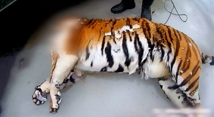 Из-за обезглавленного тигра возбудили уголовное дело 