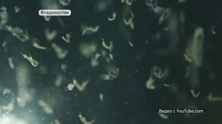 В Приморском океанариуме подрастают мальки гигантского осьминога