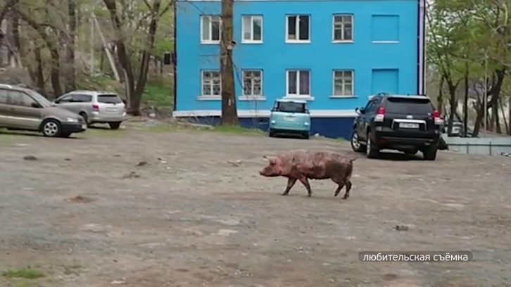 Жители Владивостока наблюдали на улице Героев Хасана потерявшуюся свинью
