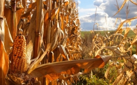Представители КНДР собираются выращивать кукурузу в Приморье