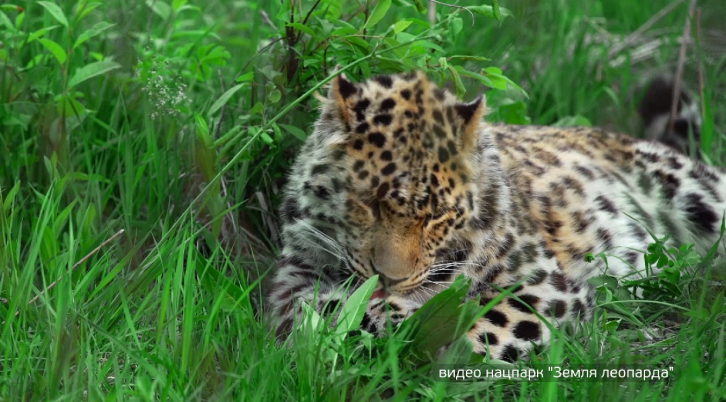 Дима Билан стал хранителем дальневосточного леопарда