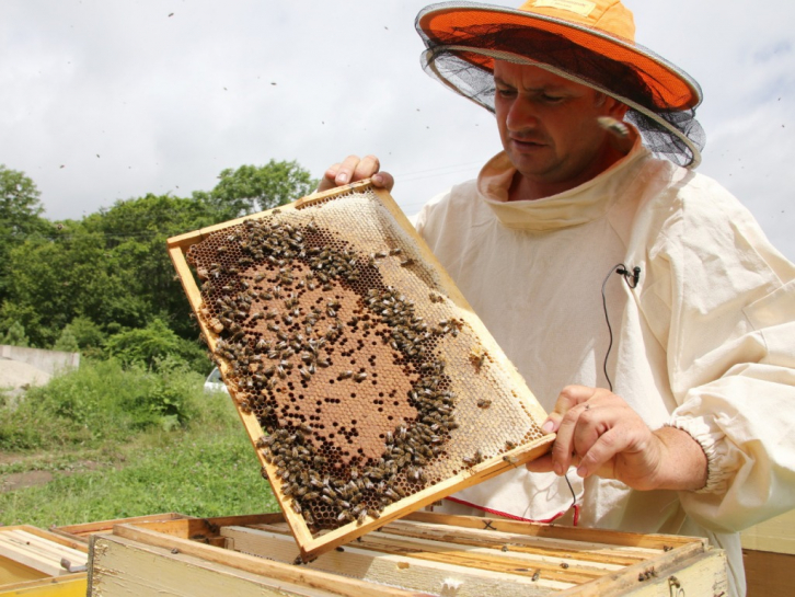 Приморские пчеловоды готовы увеличить выпуск мёда для экспорта в Японию