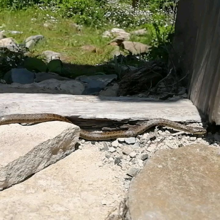 Осторожно, змеи: на острове Аскольд туристы встретили полоза