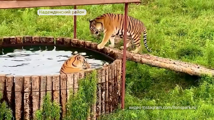 В одном из приморский зоопарков для тигров установили бассейн