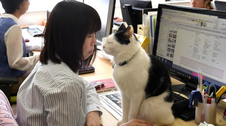 «Расслабляйтесь с кошками»: необычный стол придумали японцы