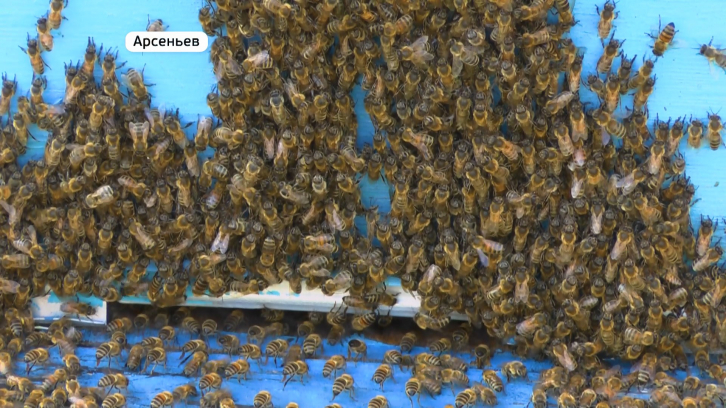 Пчеловоды из Канады выступят на приморском фестивале 