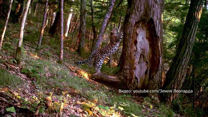 Пример изящества и грации: получены уникальные фото леопарда 