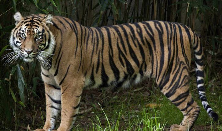 Россия поможет Казахстану возродить популяцию туранских тигров