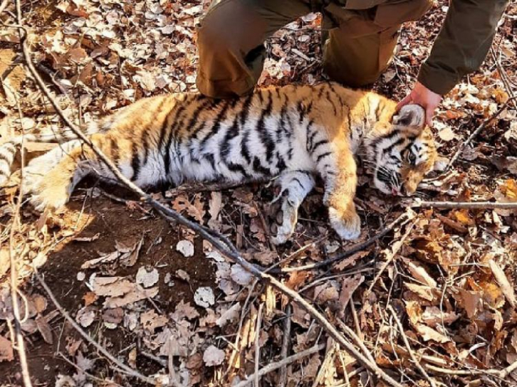 В Приморье освободили тигрёнка из барсучьего капкана 
