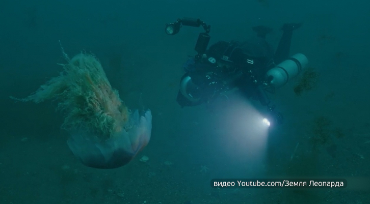 Самую большую в мире медузу впервые сняли в Приморье 