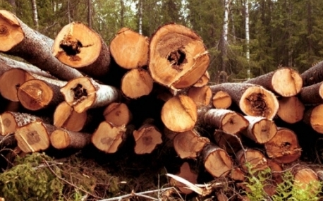 Злоумышленники, вырубившие лес на 57 миллионов рублей, лишится свободы на 13 лет