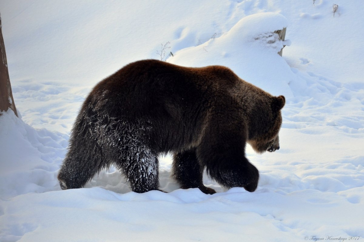 В Приморье медведь-шатун напал на человека