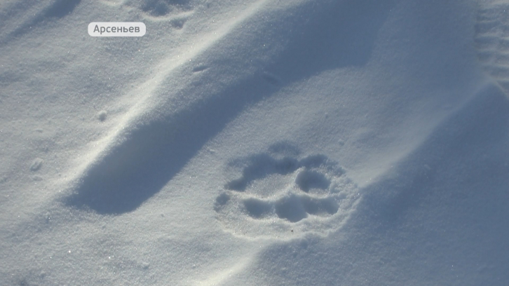 В Приморье спасают обмороженного тигрёнка 