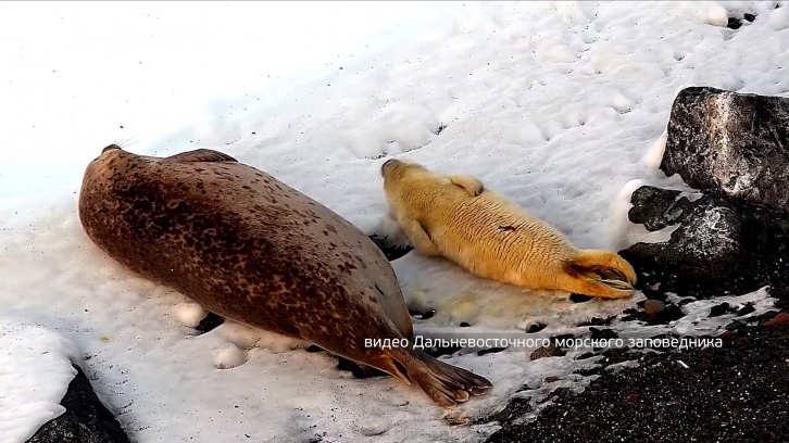 Впервые в этом году в Приморье зафиксировали новорожденных тюленей
