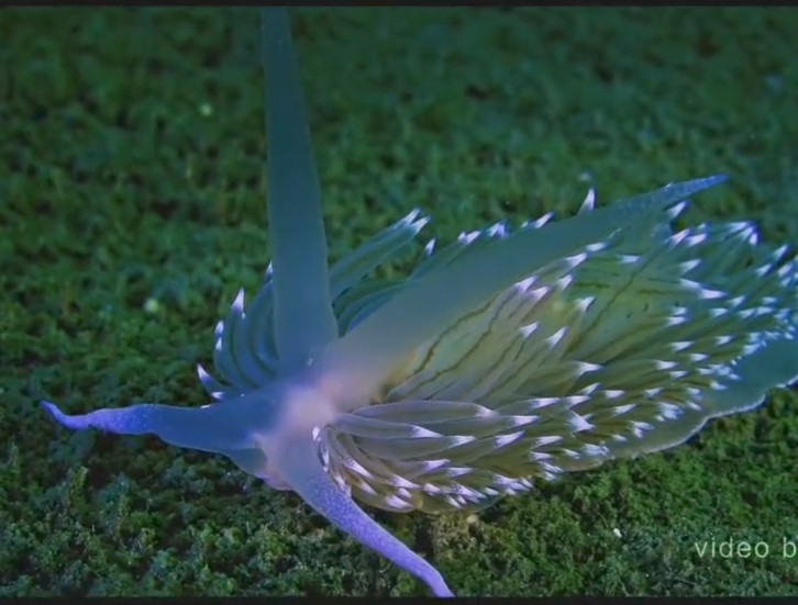 "Фантастика": редчайший морской обитатель обнаружен в акватории Приморья